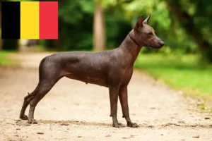 Read more about the article Belçika’da Xolo yetiştiricileri ve köpek yavruları