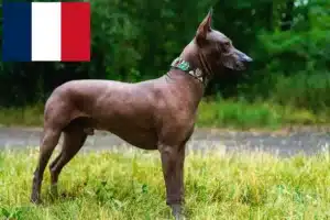 Read more about the article Fransa’da Xolo yetiştiricileri ve yavru köpekler