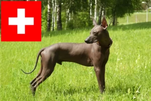 Read more about the article İsviçre’de Xolo yetiştiricileri ve köpek yavruları