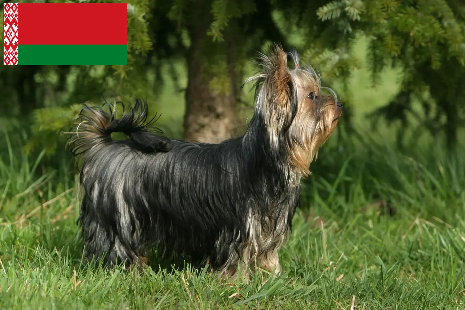Read more about the article Belarus’ta Yorkshire Terrier yetiştiricileri ve köpek yavruları