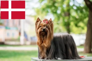 Read more about the article Danimarka’da Yorkshire Terrier yetiştiricileri ve köpek yavruları