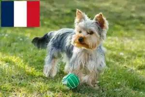 Read more about the article Fransa’da Yorkshire Terrier yetiştiricileri ve köpek yavruları