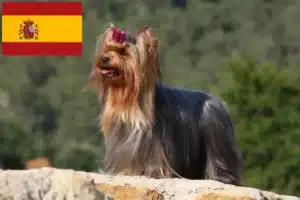 Read more about the article İspanya’da Yorkshire Terrier yetiştiricileri ve köpek yavruları