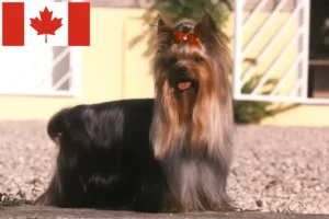 Read more about the article Kanada’da Yorkshire Terrier Yetiştiricileri ve Yavru Köpekler