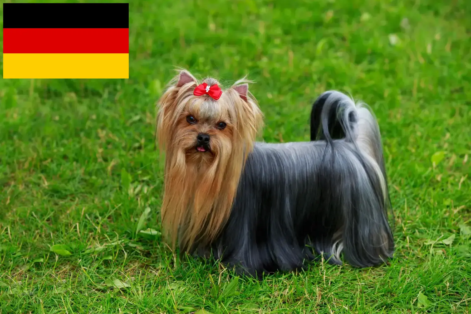 Read more about the article Almanya’da Yorkshire Terrier yetiştiricileri ve köpek yavruları
