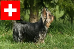 Read more about the article İsviçre’de Yorkshire Terrier yetiştiricileri ve köpek yavruları