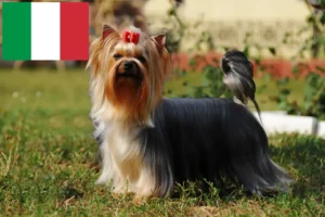 Read more about the article İtalya’da Yorkshire Terrier yetiştiricileri ve köpek yavruları