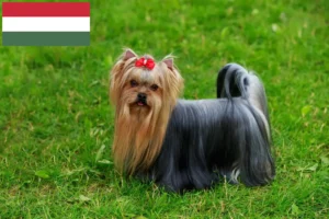 Read more about the article Macaristan’da Yorkshire Terrier yetiştiricileri ve köpek yavruları