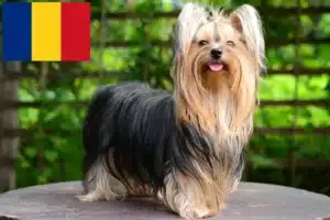 Read more about the article Romanya’da Yorkshire Terrier yetiştiricileri ve köpek yavruları