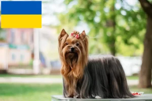 Read more about the article Ukrayna’da Yorkshire Terrier yetiştiricileri ve köpek yavruları