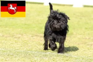 Read more about the article Aşağı Saksonya’da Affenpinscher yetiştiricileri ve köpek yavruları