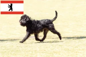Read more about the article Berlin’de Affenpinscher yetiştiricileri ve köpek yavruları