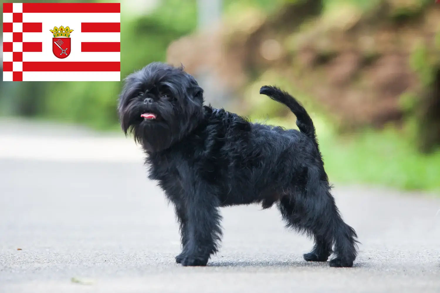 Read more about the article Bremen’de Affenpinscher yetiştiricileri ve köpek yavruları