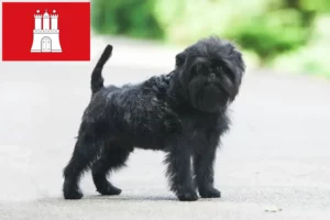 Read more about the article Hamburg’da Affenpinscher yetiştiricileri ve köpek yavruları