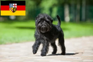 Read more about the article Saarland’da Affenpinscher yetiştiricileri ve köpek yavruları
