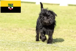 Read more about the article Saxony-Anhalt’da Affenpinscher yetiştiricileri ve köpek yavruları