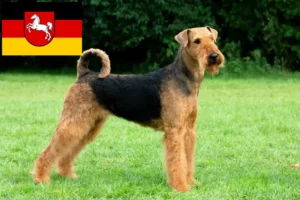 Read more about the article Aşağı Saksonya’da Airedale Terrier yetiştiricileri ve köpek yavruları