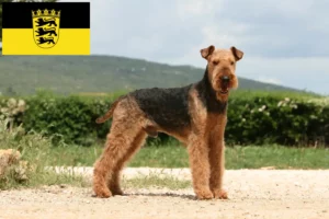 Read more about the article Baden-Württemberg’de Airedale Terrier yetiştiricileri ve köpek yavruları