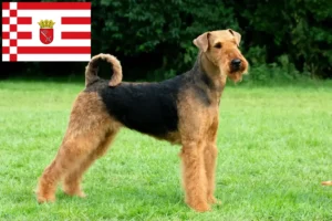 Read more about the article Bremen’de Airedale Terrier yetiştiricileri ve köpek yavruları