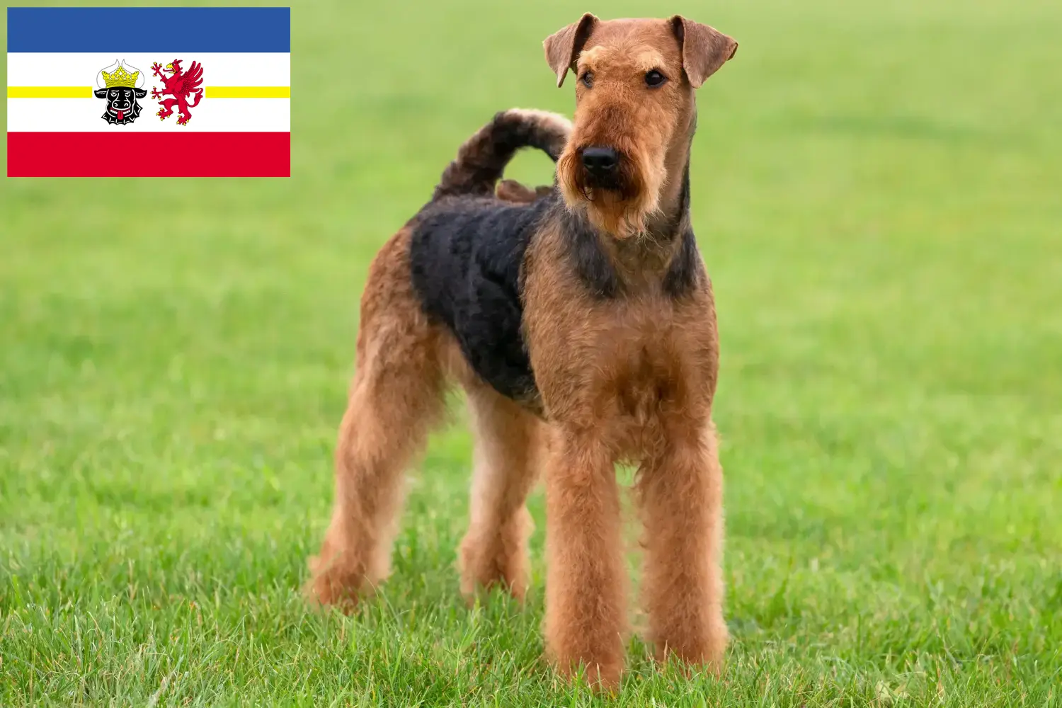 Airedale Terrier yavruları ve yetiştiricileri Mecklenburg-Vorpommern Mecklenburg-Vorpommern bölgesindeki Airedale Terrier yetiştiricilerini bulun.