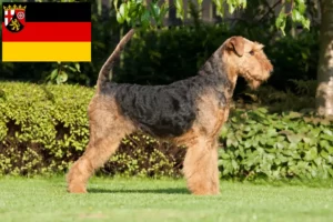 Read more about the article Rhineland-Palatinate’de Airedale Terrier yetiştiricileri ve köpek yavruları