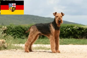 Read more about the article Saarland’da Airedale Terrier yetiştiricileri ve köpek yavruları