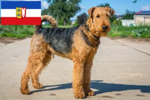 Read more about the article Schleswig-Holstein’da Airedale Terrier yetiştiricileri ve köpek yavruları