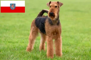 Read more about the article Thüringen’de Airedale Terrier yetiştiricileri ve köpek yavruları