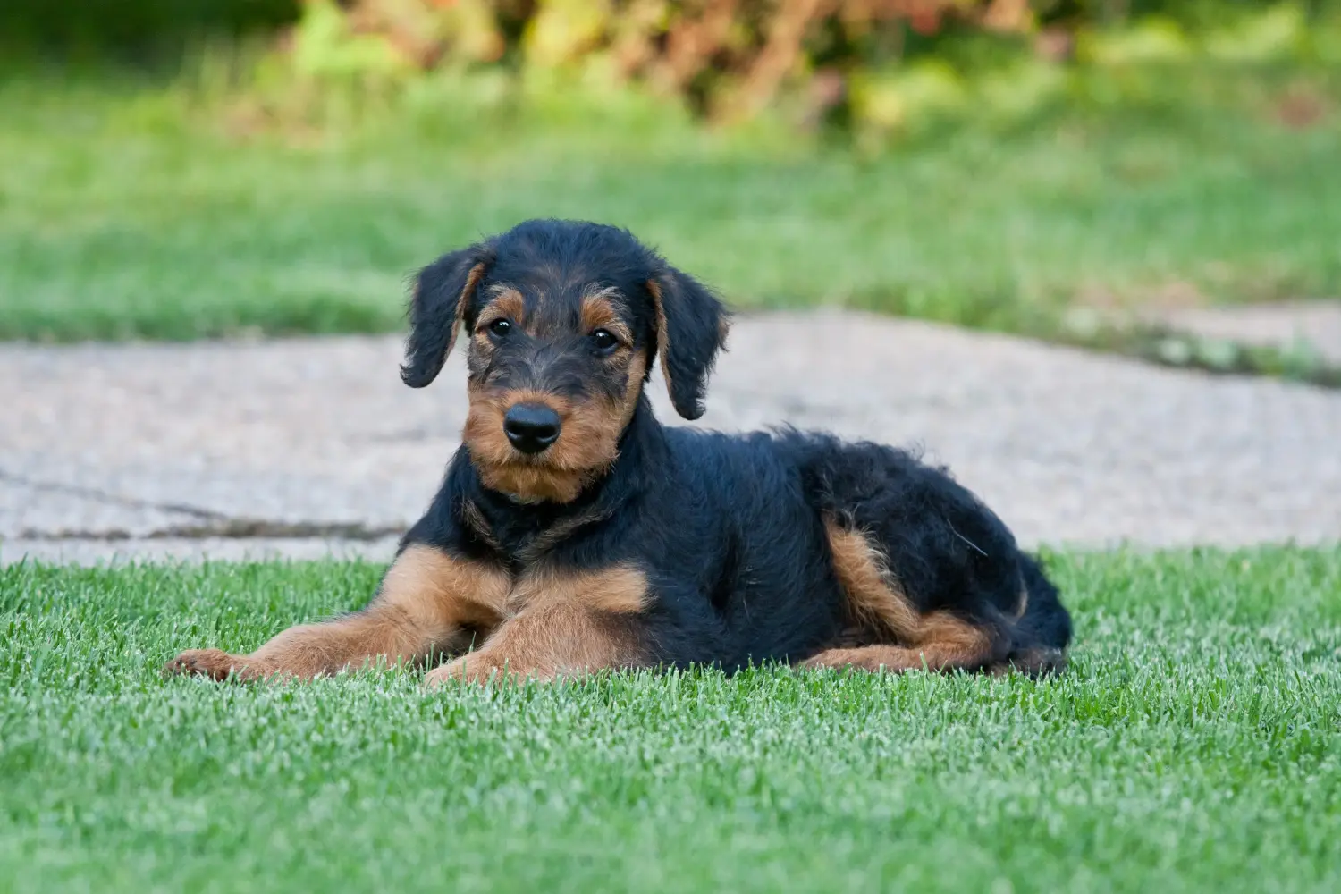 Bir Airedale Terrier yavrusu satın almak sorumluluk almak demektir! Airedale Terrier yavruları satın alın.