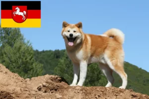 Read more about the article Aşağı Saksonya’daki Akita yetiştiricileri ve yavru köpekler