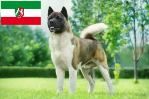 Read more about the article Kuzey Ren-Vestfalya’daki Akita yetiştiricileri ve yavru köpekler