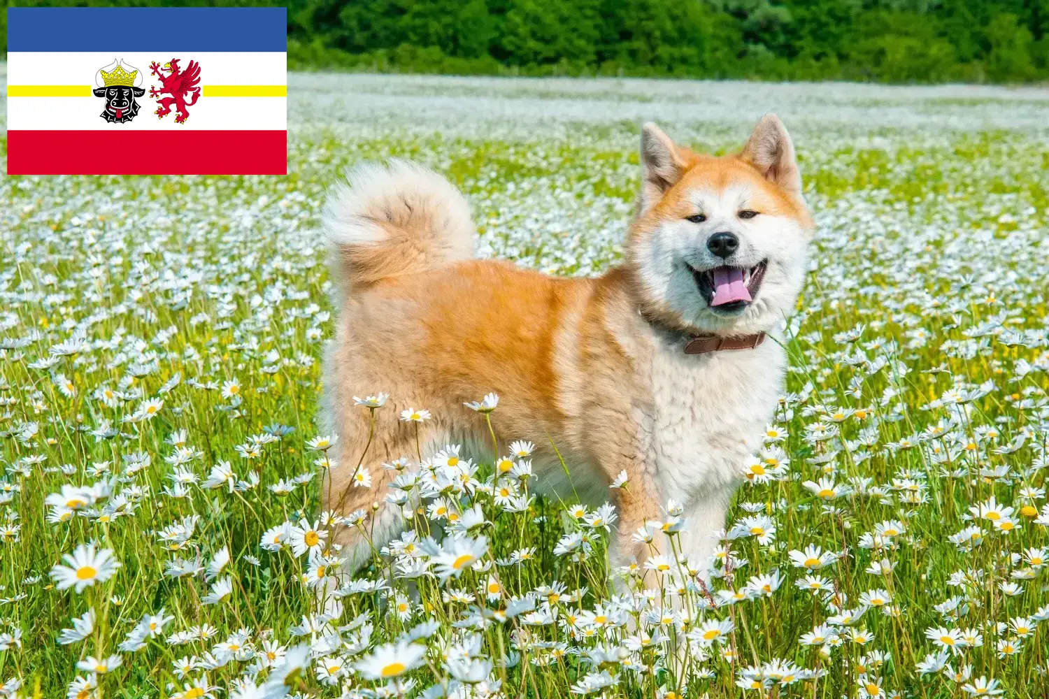 Read more about the article Mecklenburg-Vorpommern’deki Akita yetiştiricileri ve köpek yavruları