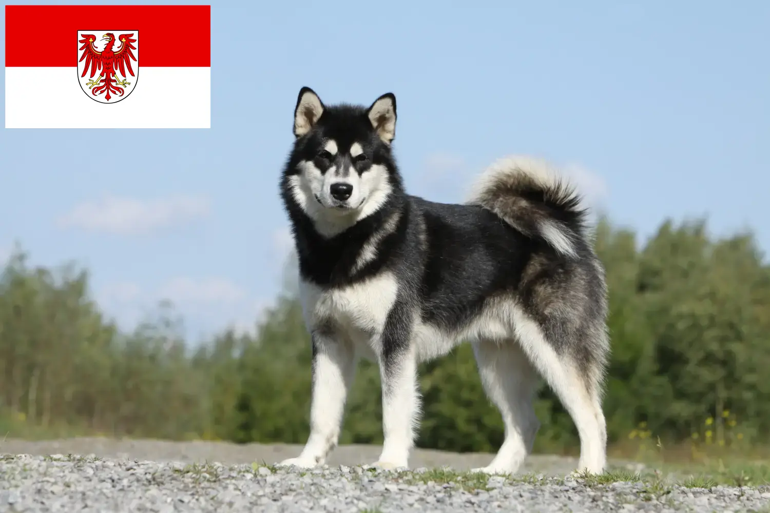 Alaskan Malamute yavruları ve yetiştiricileri Brandenburg Burada Brandenburg'daki Alaskan Malamutes yetiştiricilerini bulabilirsiniz.