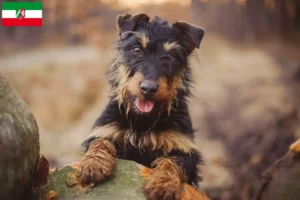 Read more about the article Kuzey Ren-Vestfalya’da Alman Av Teriyeri yetiştiricileri ve köpek yavruları