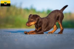 Read more about the article Saksonya-Anhalt’da Alman Av Teriyeri yetiştiricileri ve köpek yavruları