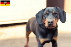 Read more about the article Saarland’da Alman Av Teriyeri yetiştiricileri ve köpek yavruları