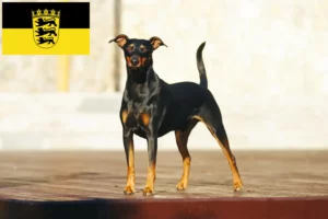 Read more about the article Baden-Württemberg’de Alman Pinscher yetiştiricileri ve köpek yavruları