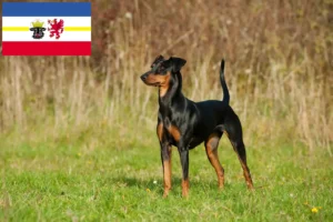 Read more about the article Mecklenburg-Vorpommern’de Alman Pinscher yetiştiricileri ve köpek yavruları