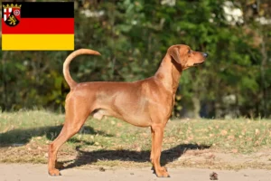 Read more about the article Rhineland-Palatinate’de Alman Pinscher yetiştiricileri ve köpek yavruları