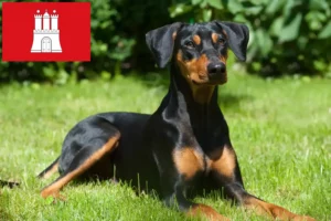 Read more about the article Hamburg’da Alman Pinscher yetiştiricisi ve köpek yavruları