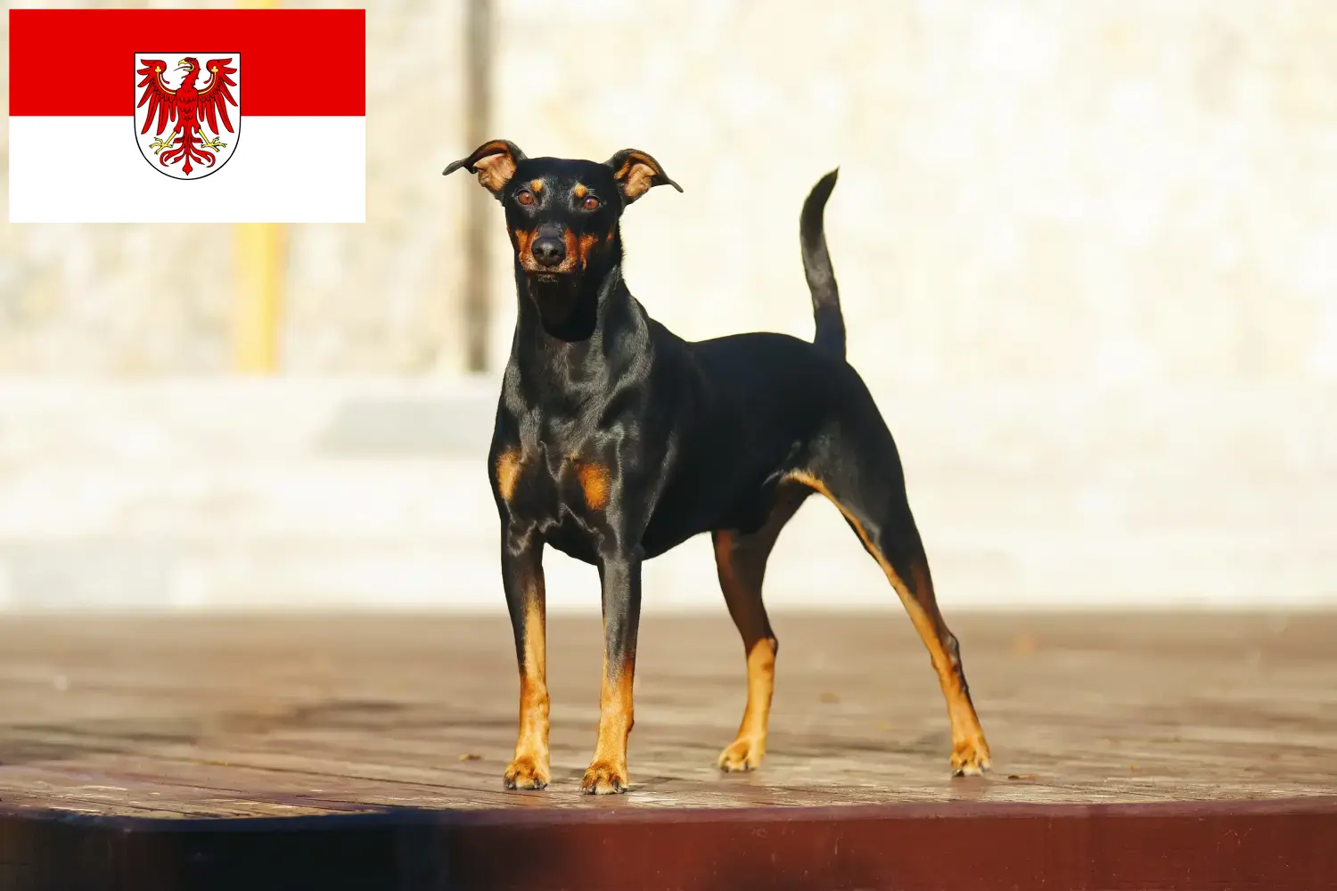 Read more about the article Brandenburg’da Alman Pinscher yetiştiricileri ve köpek yavruları