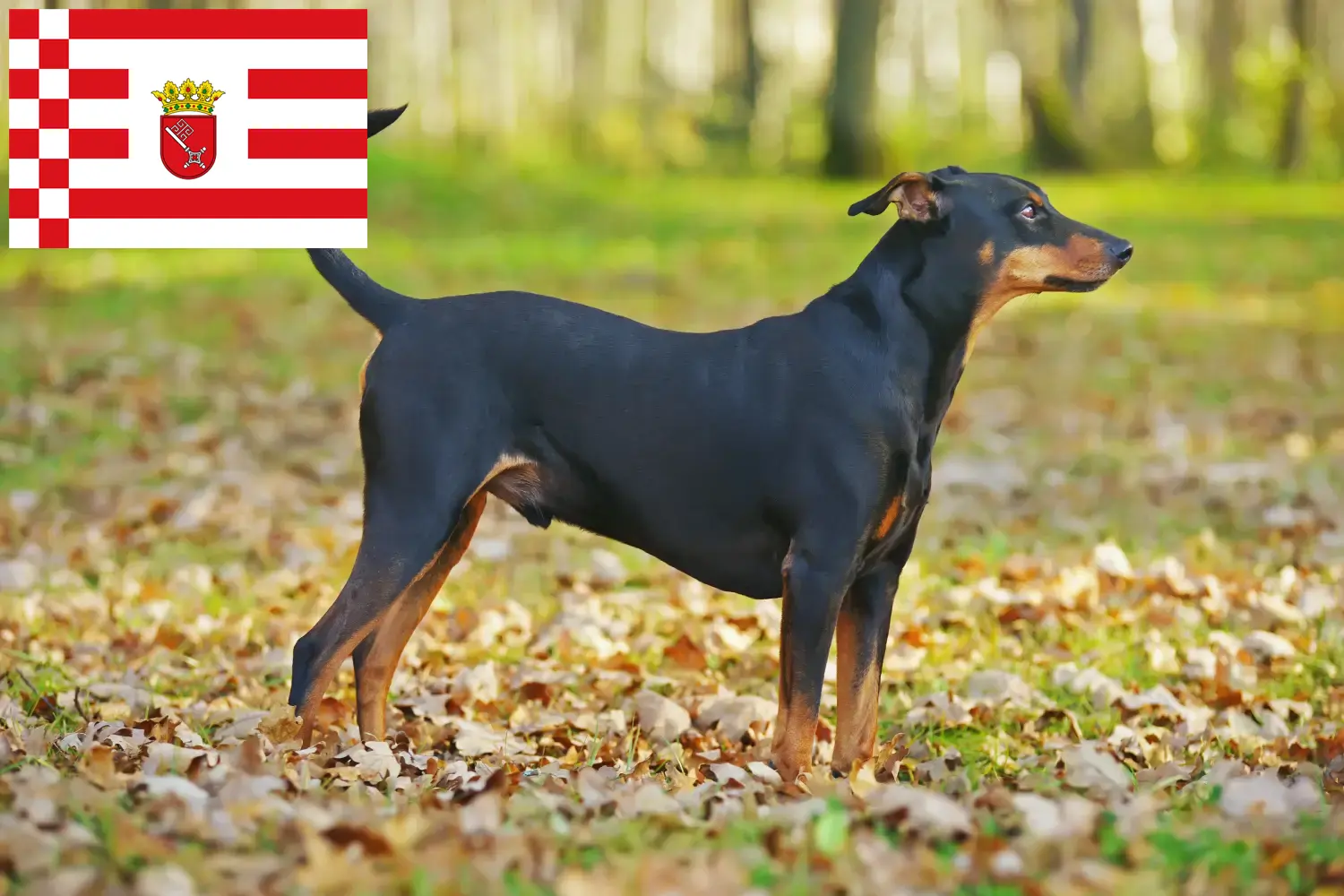 Read more about the article Bremen’de Alman Pinscher yetiştiricisi ve köpek yavruları