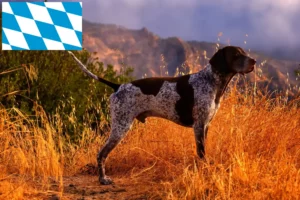 Read more about the article Bavyera’da Alman Shorthair yetiştiricileri ve köpek yavruları