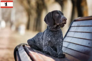 Read more about the article Berlin’de Alman Shorthair yetiştiricileri ve köpek yavruları