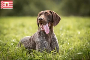 Read more about the article Bremen’de Alman Shorthair yetiştiricileri ve köpek yavruları