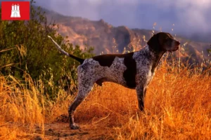 Read more about the article Hamburg’da Alman Shorthair yetiştiricileri ve köpek yavruları