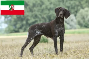 Read more about the article Kuzey Ren-Vestfalya’da Alman Shorthair yetiştiricileri ve köpek yavruları