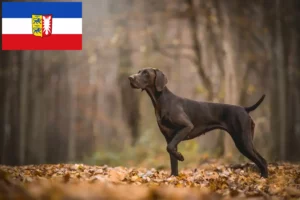 Read more about the article Schleswig-Holstein’da Alman Shorthair yetiştiricileri ve köpek yavruları
