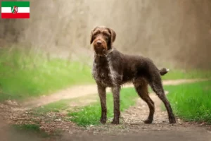 Read more about the article Kuzey Ren-Vestfalya’da Deutsch Drahthaar yetiştiricileri ve köpek yavruları