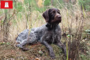 Read more about the article Hamburg’da Deutsch Drahthaar yetiştiricileri ve köpek yavruları